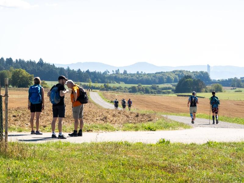 Mehrere Wanderer mit Rucksäcken spazieren auf einem Weg durch eine ländliche Landschaft mit Wiesen und Bäumen im Hintergrund.